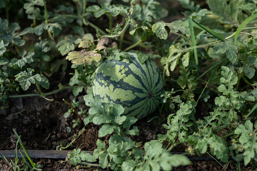 Ripe watermelons in vegetable greenhouses