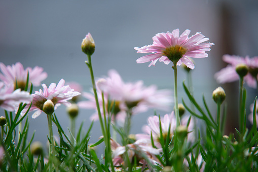 A pair of beautiful pink Gerbera daisies in a Cape Cod garden.