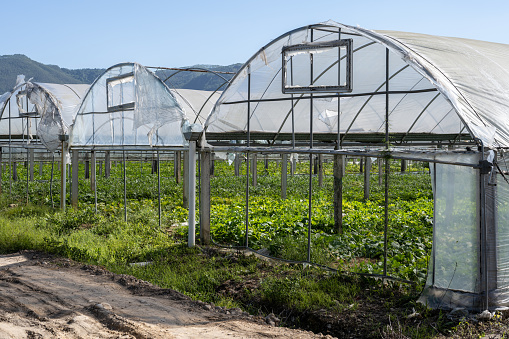 Vegetable farming greenhouse