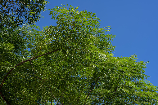 A close-up of a tree under a blue sky