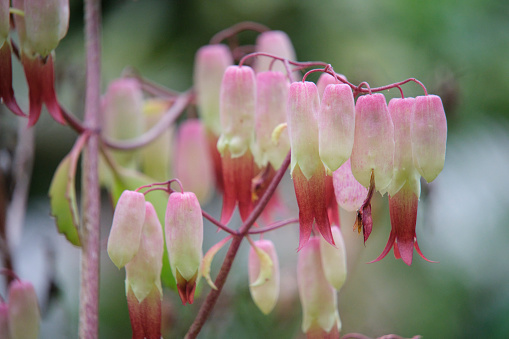 Close-up look of the little pinkish latern flowers dangling from the stem