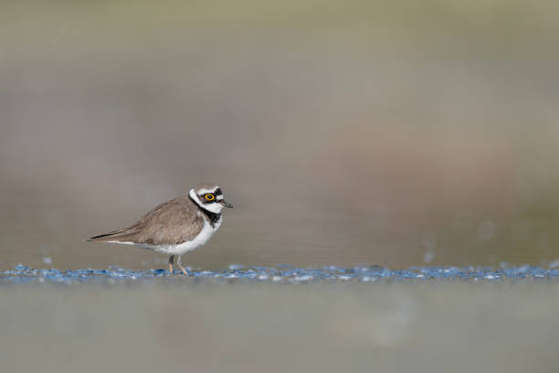 istock The little ringed plover, fine art portrait (Charadrius dubius) 1502311269