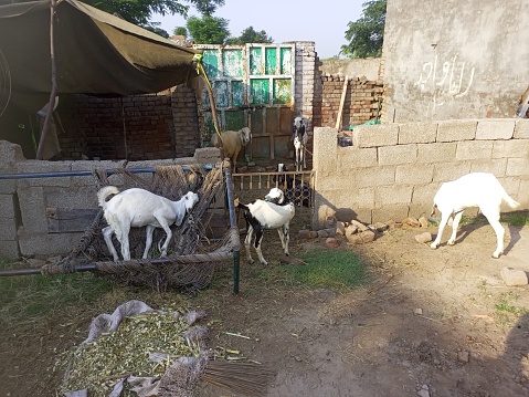 Aksum, Ethiopia - December 29, 2018: Goat herd on the street followed by the people who direct them to the local animal market in Aksum, Ethiopia, to be sold, on a hot dry day.