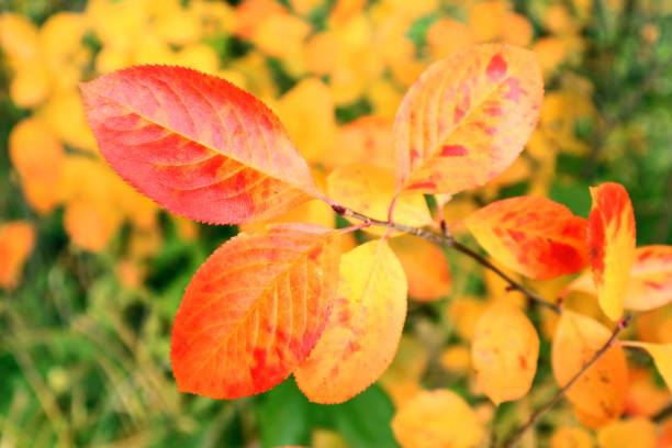 Bright leaves of the Aronia melanocarpa shrub turn yellow and red.