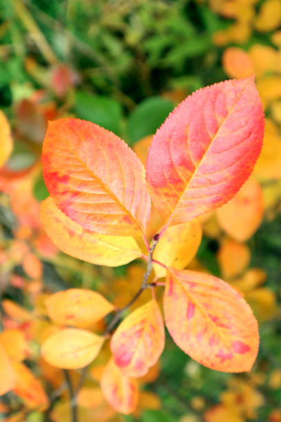 istock Beautiful autumn pattern from colorful leaves of Chokeberry tree. 1502312848