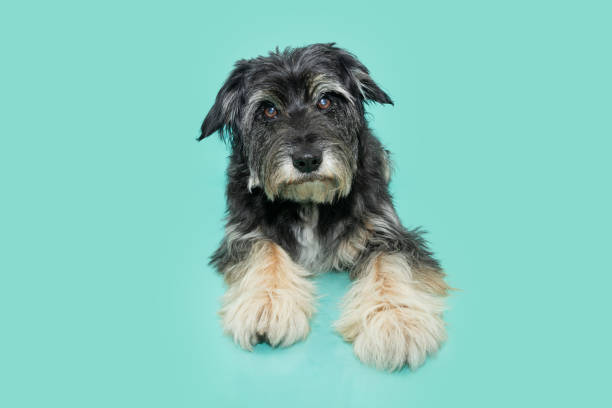 istock Portrait elderly mixed-breed dog looking at camera and lying down. Isolated blue background 1502313740