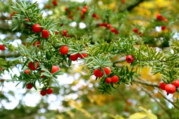 Yew Tree (Taxus Cuspidata) with berries. Bright autumn view of a beautiful plant with green needles and red fruits. taxus cuspidata stock pictures, royalty-free photos & images