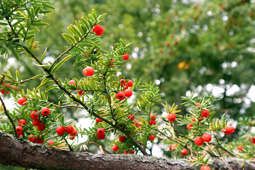 Bright autumn view of a beautiful plant with green needles and red fruits.