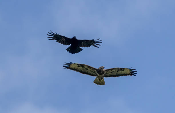 buzzard being mobbed my crow buzzard being mobbed my crow crows nest stock pictures, royalty-free photos & images