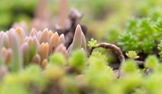 macro photography of succulents