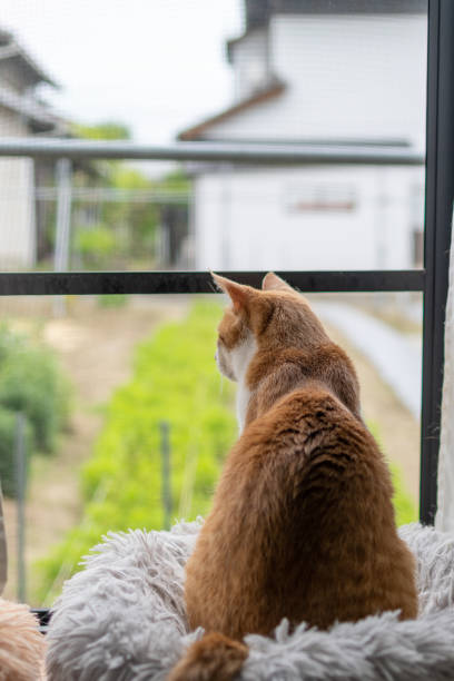 istock back view of a cat 1502315125
