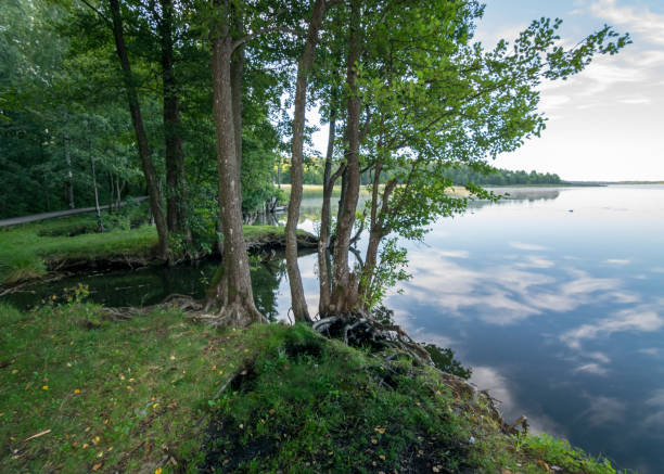 istock cloud reflections in clear and calm lake water, tree silhouettes in the foreground, summer morning 1502315200