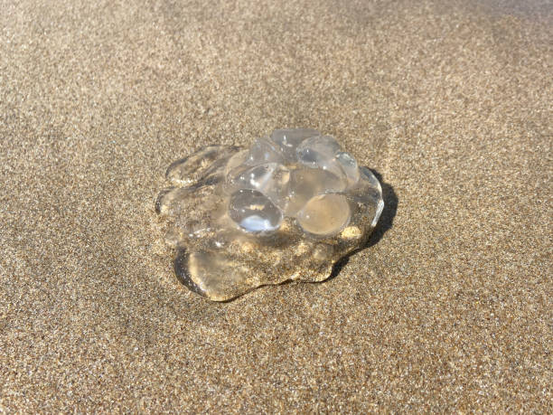 istock Jellyfish on the sand texture background 1502315551