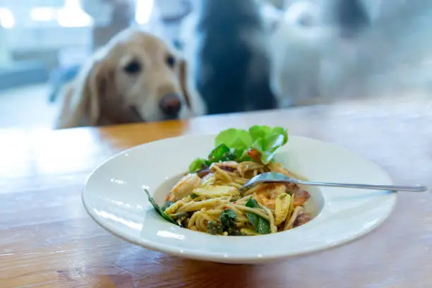 Photo of The dog is watching on Spaghetti with spicy prawn and squid , focus selective