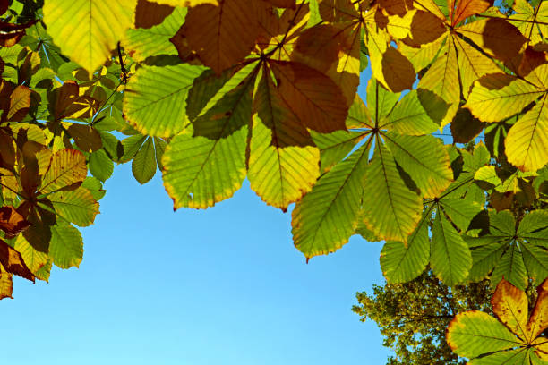 istock Bright autumn leaves of chestnut tree on blue sky. 1502315720