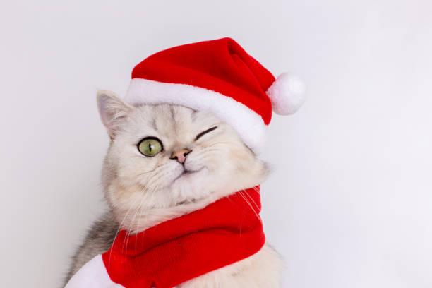 istock A cute white cat, sitting in a red Santa hat, winking 1502315873