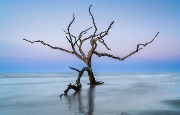 istock meditative seascape with dead tree and driftwood at sunrise 1502323003