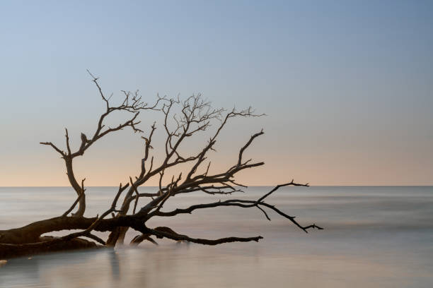 istock meditative seascape with dead tree and driftwood at sunrise 1502323152