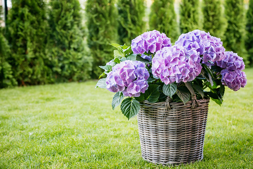 A charming arrangement of purple hydrangeas blossoming in a basket pot