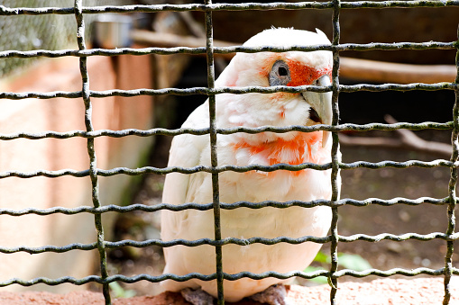 Selective focus of a long billed corella cockatoo perched in its enclosure in the afternoon. Great for educating children about wild animals.