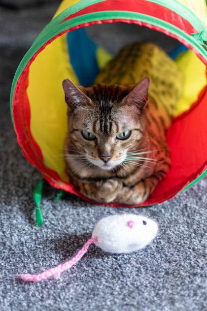 istock Cute Bengal cat in toy tunnel with knitted toy mouse 1502332989