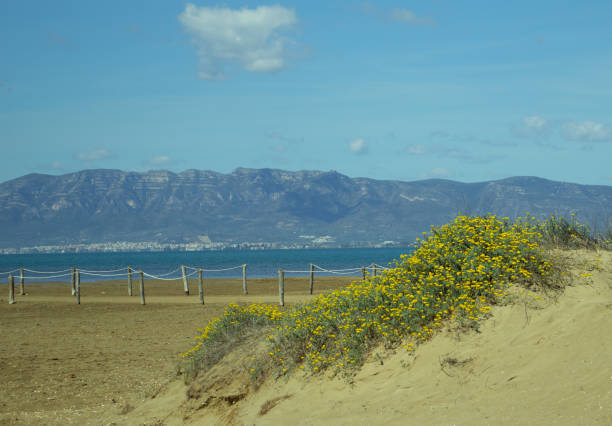 istock Sand dunes on Trabucador beach 1502339309