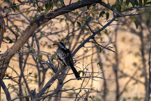 istock Southern Yellow billed horn bill 1502344836