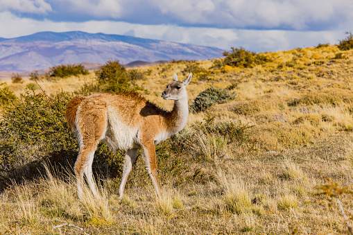 A guanaco animal in the thorny grassland of the pampas in the south of Chile, Patagonia, South America