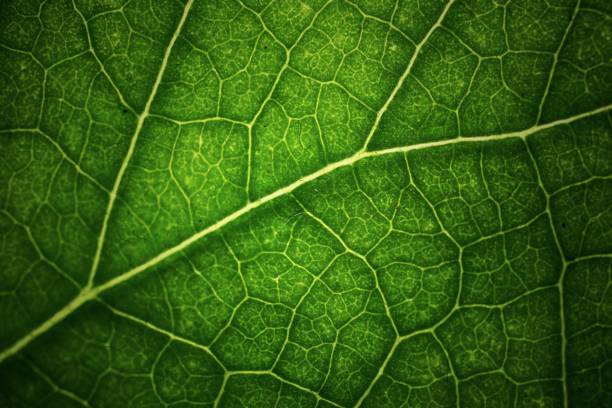 istock Close-up of a green leaf 1502349667