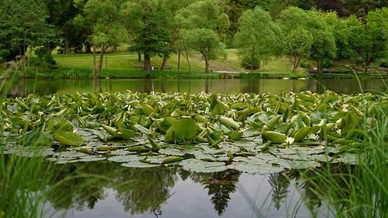 Lake with Water Lilies and Water reflection