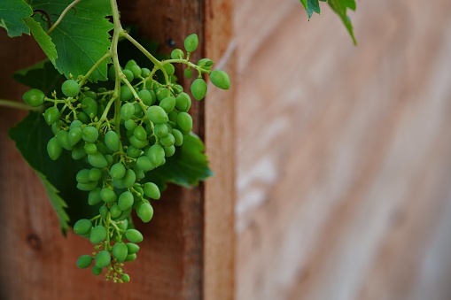 Green grape vine behind a wooden corner