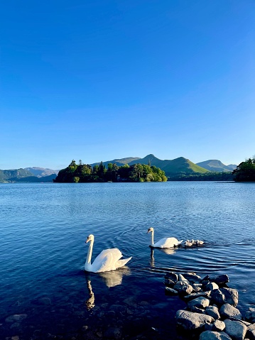 The two white swans on a  vibrant blue lake with green hills in the backdrop