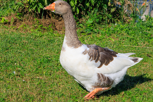 Latvia. Rabbit town. Goose. The domestic goose is a domesticated form of waterfowl descended from the gray goose and the swan goose, with which it forms common species. As a rule, domestic geese are incapable of flight.