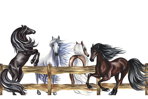 Banner with horses near a wooden fence. Hand watercolor. The horses get up and gallop. For printing and labels. For postcards, business cards and packaging. For banners, posters