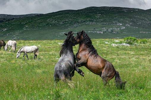 Two wild stallions, gray and brown, are fighting on the abundant pastures of the -Kruzi- plateau in Bosnia and Herzegovina