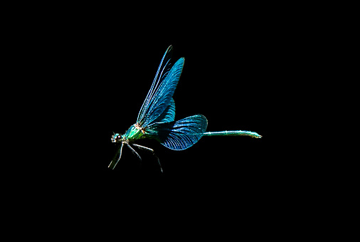 Side view of a blue dragonfly on black background