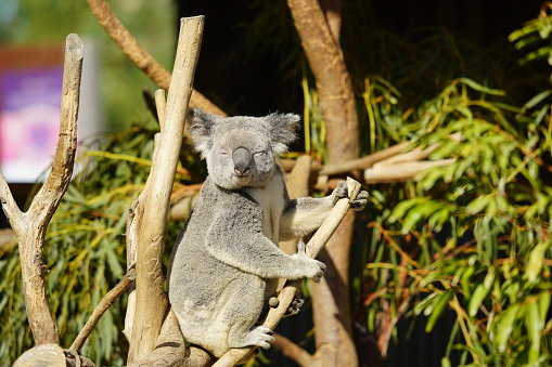 Koala in a Eucalyptus tree