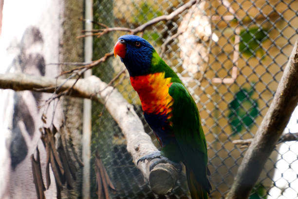 istock Selective focus of rainbow lorikeet perched in its enclosure in the afternoon. 1502380866