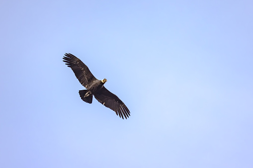A large condor as a New World vulture in the blue sky over Chile, Torres del Paine National Park, Patagonia, South America