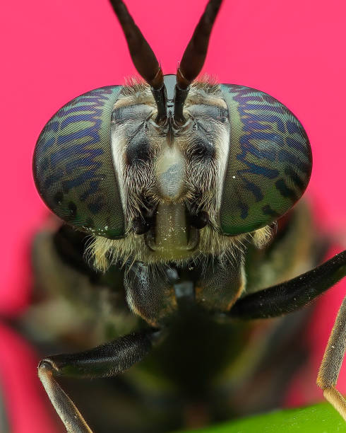 Macro Extreme Close-Up of Black Soldier Fly (Stratiomyidae)