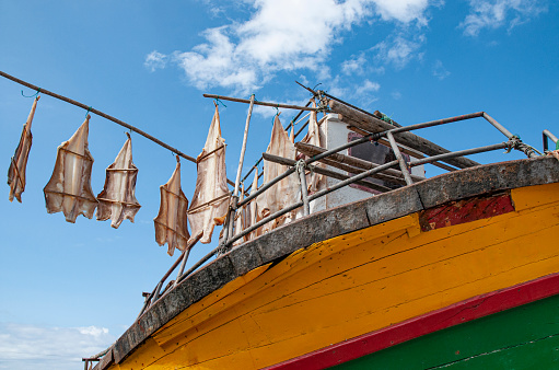 Visit to the port of Camara de Lobos on Madeira Island. The old traditional technique is still used today, the meat of the stockfish hangs on the poles of a fishing boat to dry and preserve.