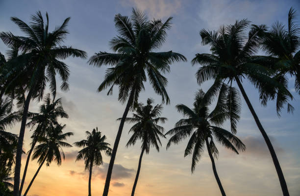 istock Top of coconut tree under blue sky 1502385666