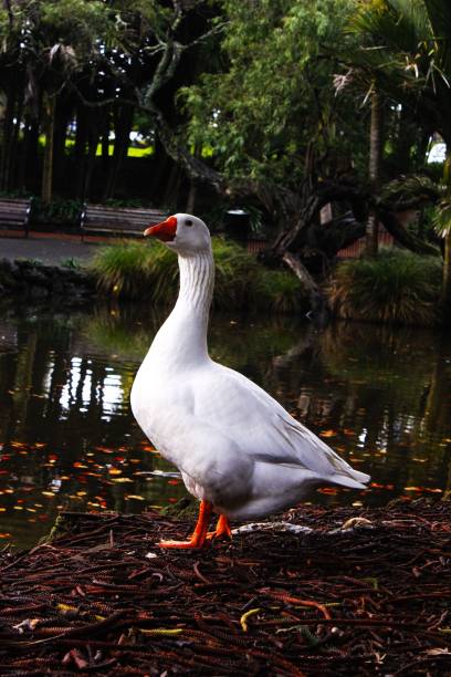 istock White goose near a tranquil pond surrounded with lush green vegetation 1502385699