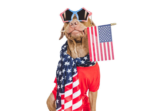 istock Cute brown puppy and sunglasses with American Flag pattern 1502385981