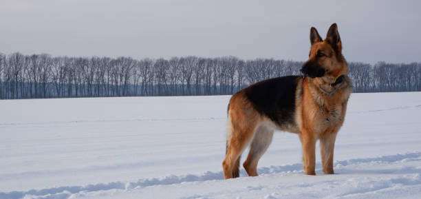 istock German shepherd stay in the snow winter, dawn, walk the dog 1502386539