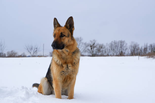 istock German young Shepherd dog performs the commands of the owner. German Shepherd sitting on the snow 1502386557