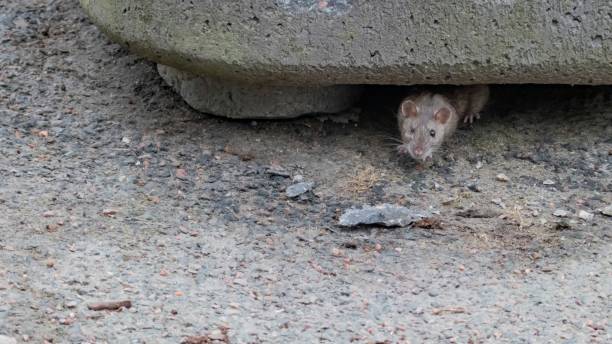 istock Rat on the street hiding under concrete fundament. 1502387128