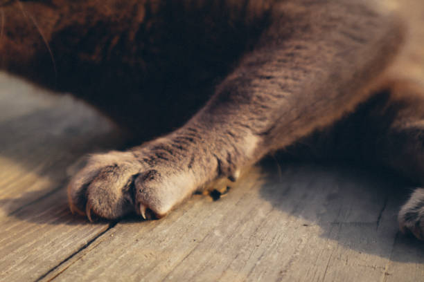 istock The grey pet cat's paw was relaxing on sun. 1502387232
