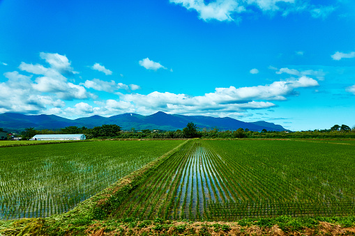 Irrigation through Tube well of Rice Paddy at Haryana India.