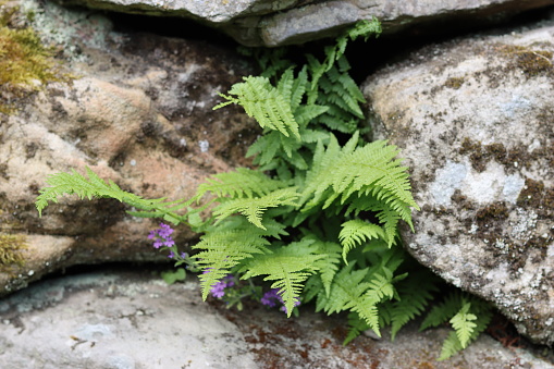 Fern growing out of a stone wall